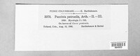 Puccinia patruelis image